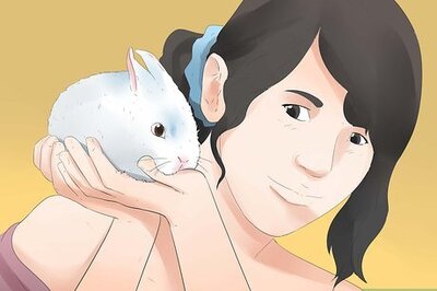 How to Understand Your Rabbit