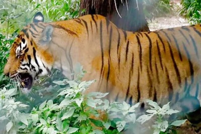 Why Tigers At This Zoo Aren't Fed Meat On Saturdays