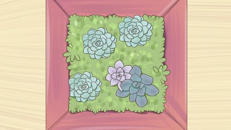 How to Display Succulents