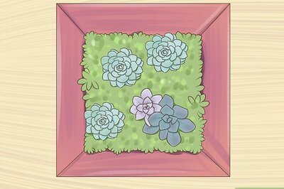How to Display Succulents
