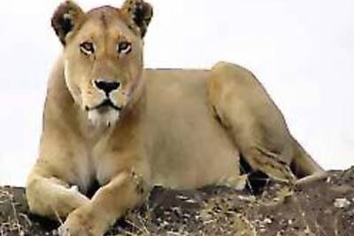 Zoo sets up old-age home for lions