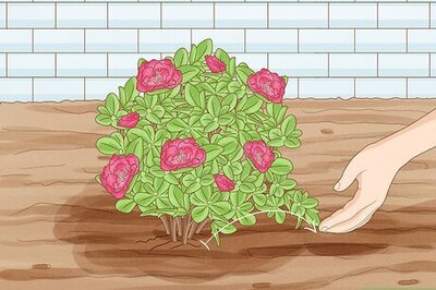 How to Propagate Azaleas