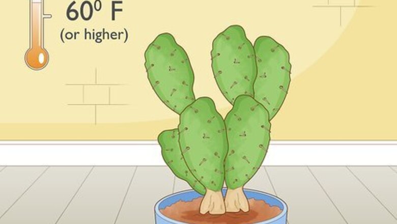 How to Root Cactus