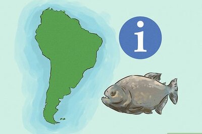 How to Safely Swim with Piranhas