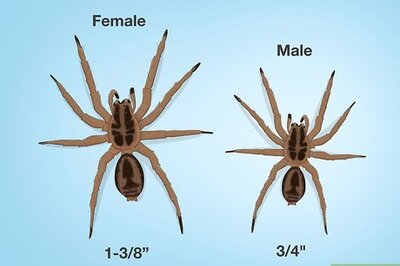How to Identify a Wolf Spider