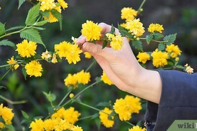 How to Preserve Flowers in a Book