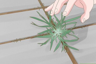 How to Remove Weeds from a Patio