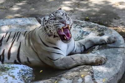 'Unwell, Distressed' Bengal Tiger Attacks Animal Keeper at Delhi Zoo