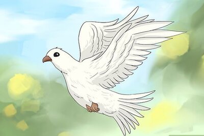 What Do Birds Symbolize? 45+ Species & Their Spiritual Meanings