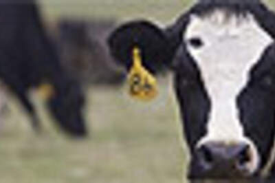 No bull: Cows know which way is north, do you?