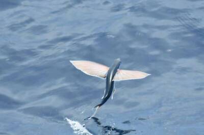 Watch: Flying Fish Soars Above The Sea At Lightning Speed