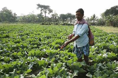 Rich Farmers Likely to be Excluded From Loan Waiver in Maharashtra